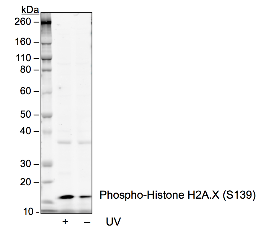 Phospho-Histone H2A.X (Ser139) rabbit mAb Antibody