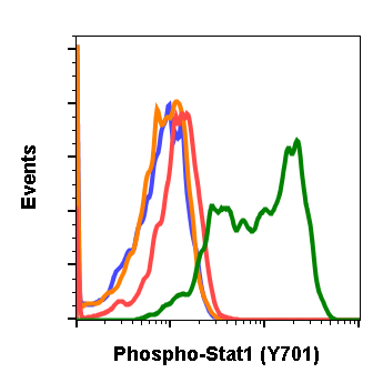 Phospho-Stat1 (Tyr701) rabbit mAb Antibody