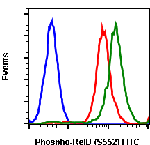 Phospho-RelB (Ser552) rabbit mAb FITC conjugate Antibody