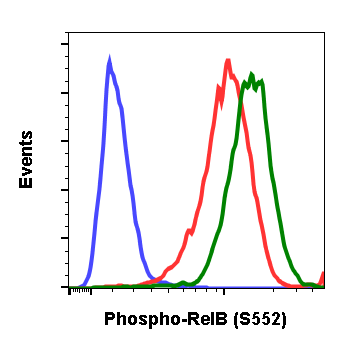 Phospho-RelB (Ser552) rabbit mAb Antibody