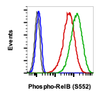 Phospho-RelB (Ser552) rabbit mAb Antibody
