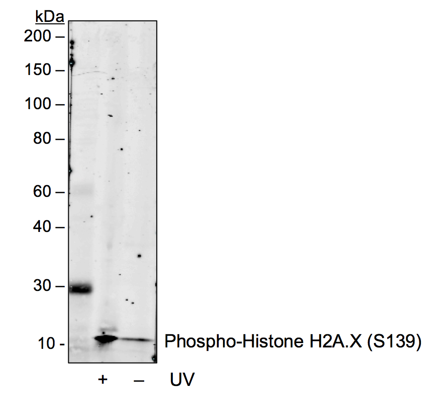 Phospho-Histone H2A.X (Ser139) rabbit mAb Antibody