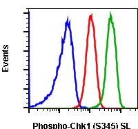 Phospho-Chk1 (Ser345) rabbit mAb SureLight488 conjugate Antibody