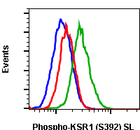 Phospho-KSR1 (Ser392) rabbit mAb SureLight488 conjugate Antibody