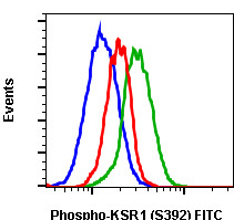 Phospho-KSR1 (Ser392) rabbit mAb FITC conjugate Antibody