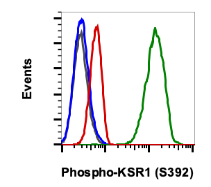 Phospho-KSR1 (Ser392) rabbit mAb PE conjugate Antibody