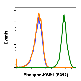 Phospho-KSR1 (Ser392) rabbit mAb Antibody