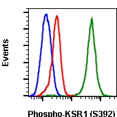 Phospho-KSR1 (Ser392) rabbit mAb Antibody