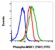 Phospho-MSK1 (Thr581) rabbit mAb FITC conjugate Antibody