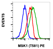 Phospho-MSK1 (Thr581) rabbit mAb PE conjugate Antibody