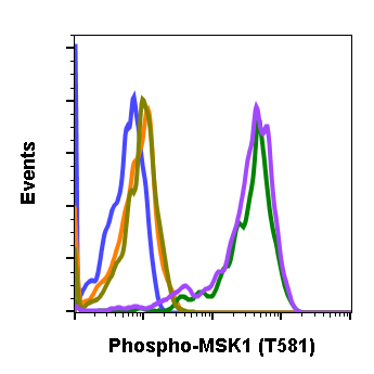 Phospho-MSK1 (Thr581) rabbit mAb Antibody