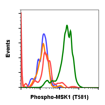 Phospho-MSK1 (Thr581) rabbit mAb Antibody