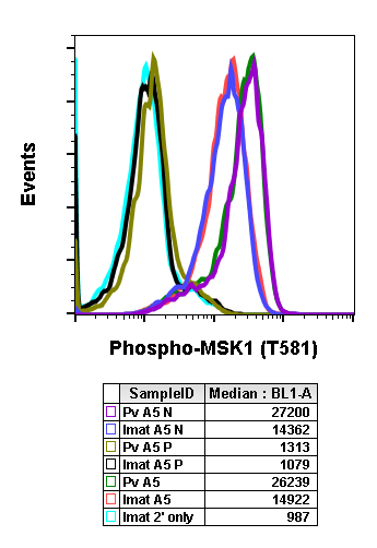 Phospho-MSK1 (Thr581) rabbit mAb Antibody