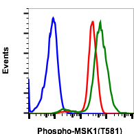 Phospho-MSK1 (Thr581) rabbit mAb Antibody