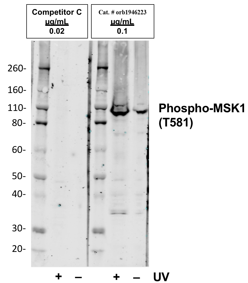 Phospho-MSK1 (Thr581) rabbit mAb Antibody