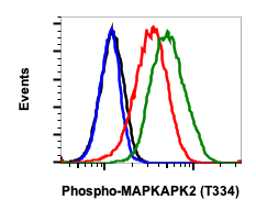 Phospho-MAPKAPK2 (Thr334) rabbit mAb Antibody