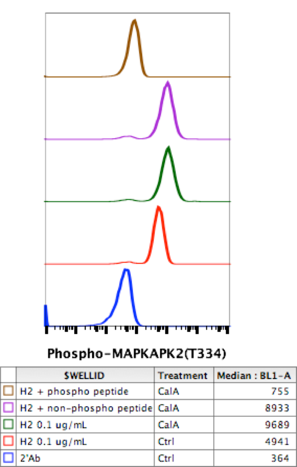 Phospho-MAPKAPK2 (Thr334) rabbit mAb Antibody