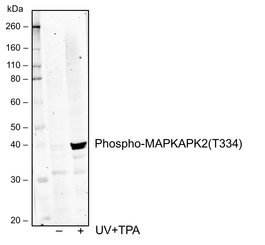 Phospho-MAPKAPK2 (Thr334) rabbit mAb Antibody
