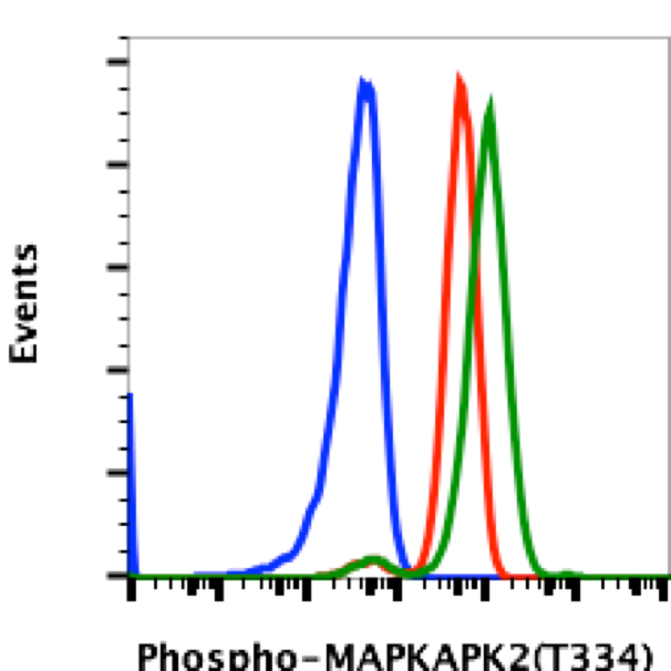 Phospho-MAPKAPK2 (Thr334) rabbit mAb Antibody