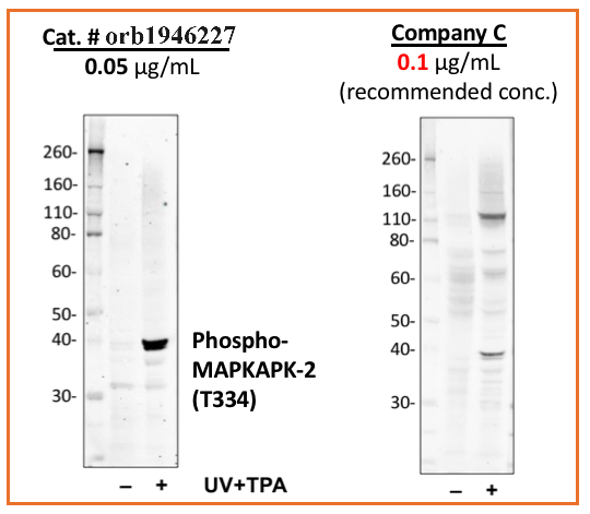 Phospho-MAPKAPK2 (Thr334) rabbit mAb Antibody