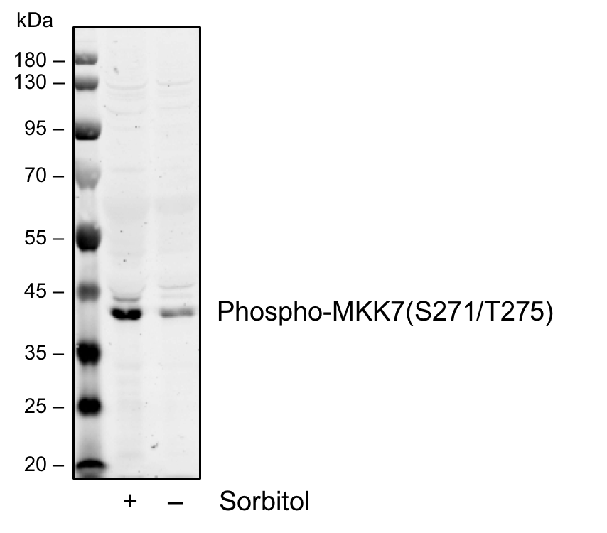 Phospho-MKK7 (Ser271/Thr275) rabbit mAb Antibody