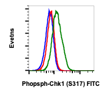 Phospho-Chk1 (Ser317) rabbit mAb FITC conjugate Antibody