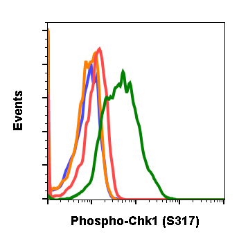 Phospho-Chk1 (Ser317) rabbit mAb Antibody