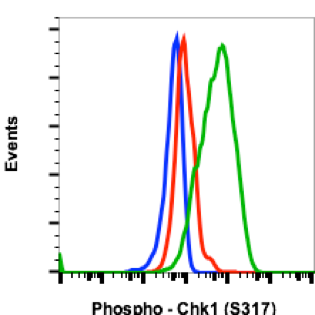 Phospho-Chk1 (Ser317) rabbit mAb Antibody