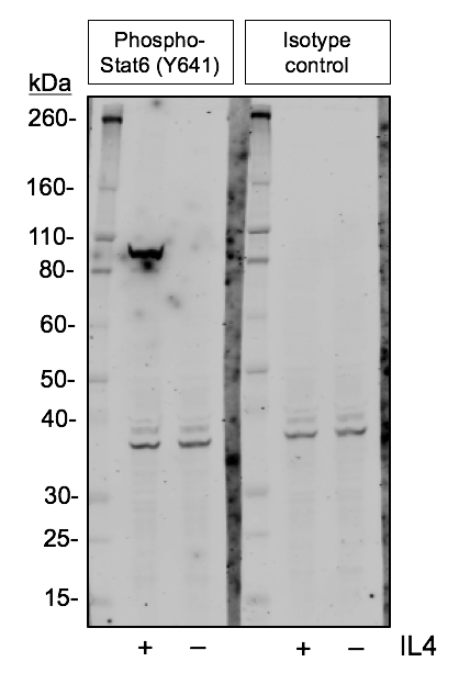 Isotype Control rabbit mAb Antibody