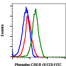 Phospho-CREB (Ser133) rabbit mAb FITC conjugate Antibody