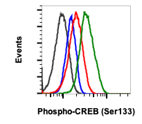 Phospho-CREB (Ser133) rabbit mAb Antibody
