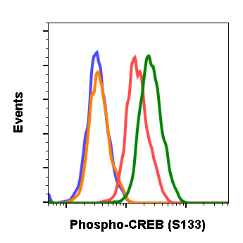 Phospho-CREB (Ser133) rabbit mAb Antibody