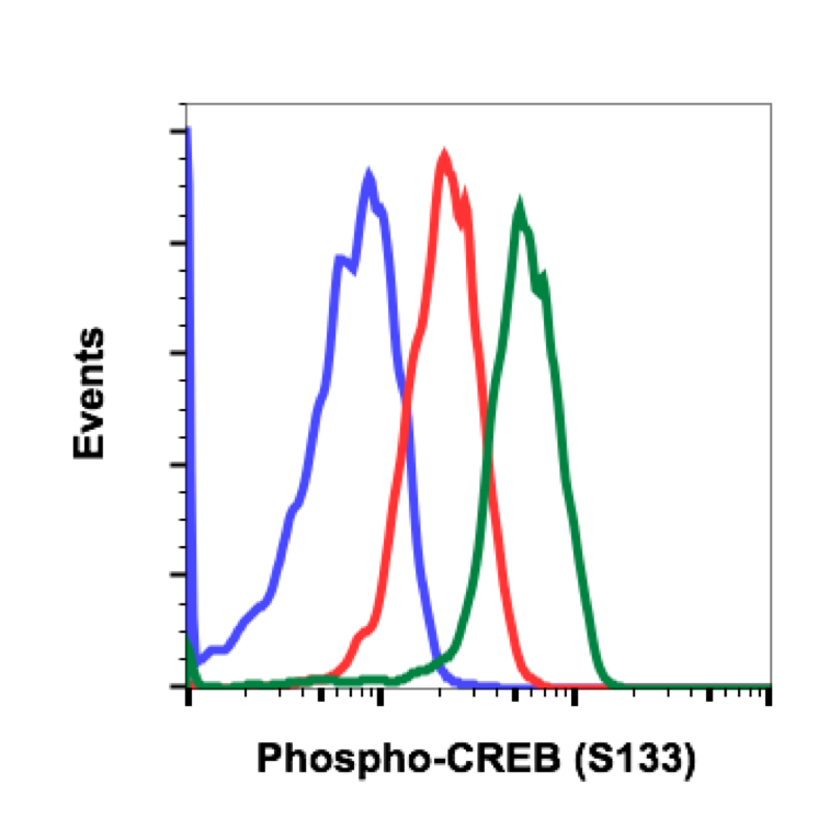 Phospho-CREB (Ser133) rabbit mAb Antibody