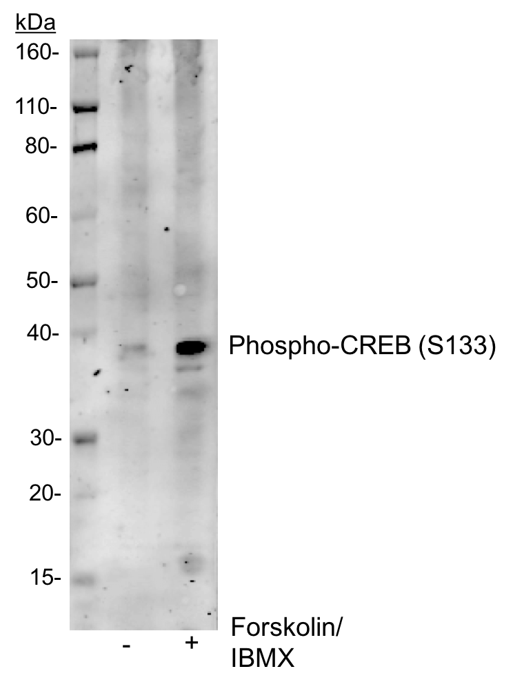Phospho-CREB (Ser133) rabbit mAb Antibody