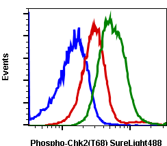 Phospho-Chk2 (Thr68) rabbit mAb SureLight488 conjugate Antibody