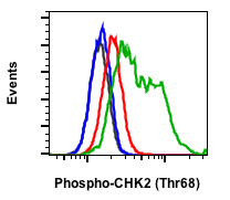 Phospho-Chk2 (Thr68) rabbit mAb Antibody
