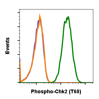 Phospho-Chk2 (Thr68) rabbit mAb Antibody