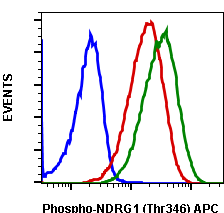 Phospho-NDRG1 (Thr346) rabbit mAb APC conjugate Antibody