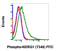 Phospho-NDRG1 (Thr346) rabbit mAb FITC conjugate Antibody