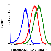 Phospho-NDRG1 (Thr346) rabbit mAb PE conjugate Antibody