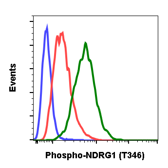 Phospho-NDRG1 (Thr346) rabbit mAb Antibody