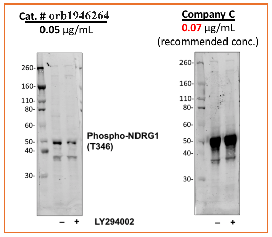 Phospho-NDRG1 (Thr346) rabbit mAb Antibody