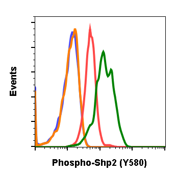 Phospho-Shp2 (Tyr580) rabbit mAb Antibody