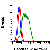 Phospho-Shp2 (Tyr580) rabbit mAb Antibody