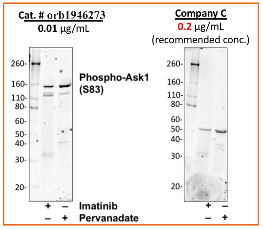 Phospho-Ask1 (Ser83) rabbit mAb Antibody