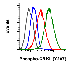 Phospho-CrkL (Tyr207) rabbit mAb Antibody