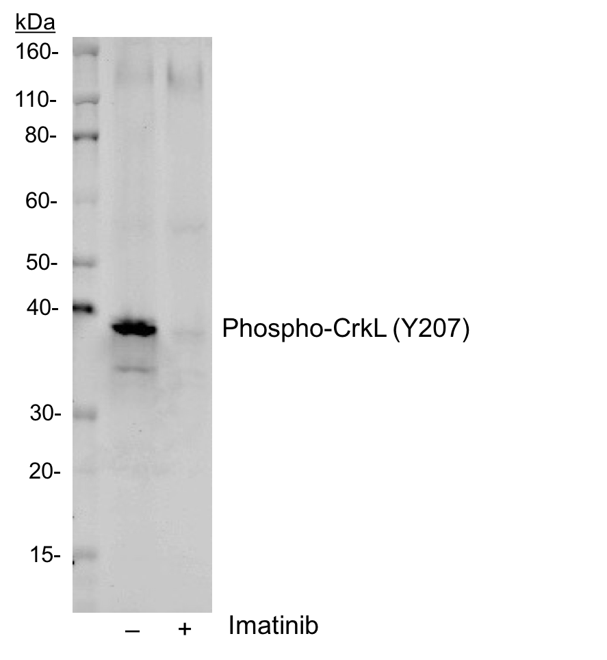 Phospho-CrkL (Tyr207) rabbit mAb Antibody