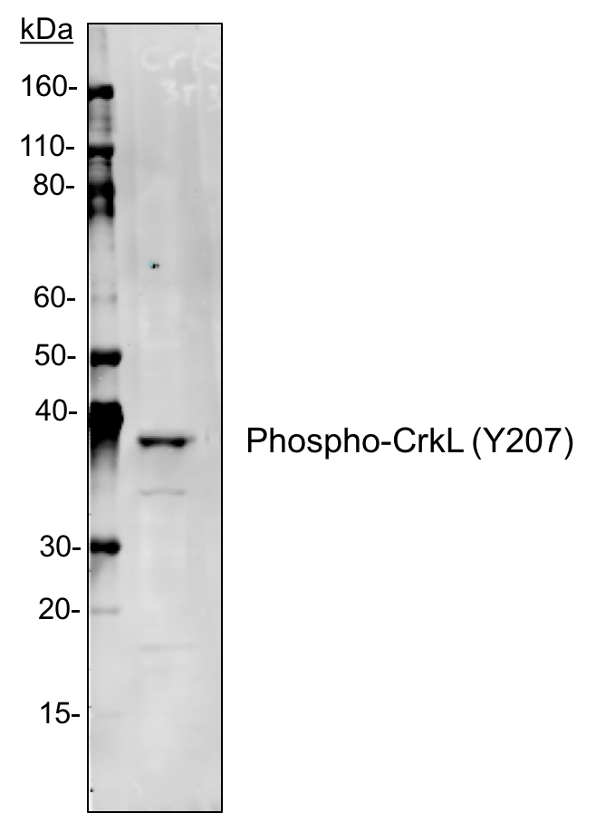 Phospho-CrkL (Tyr207) rabbit mAb Antibody