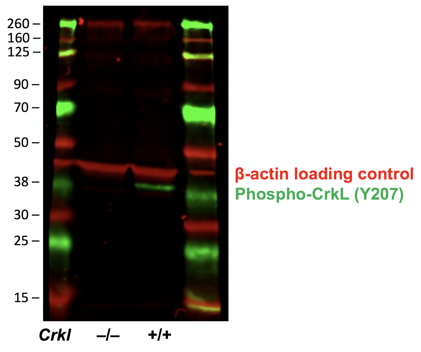 Phospho-CrkL (Tyr207) rabbit mAb Antibody