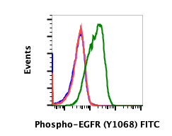 Phospho-EGFR (Tyr1068) rabbit mAb FITC conjugate Antibody